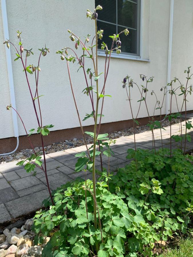 Studiovy Apartman V Zahrade Police nad Metují Dış mekan fotoğraf