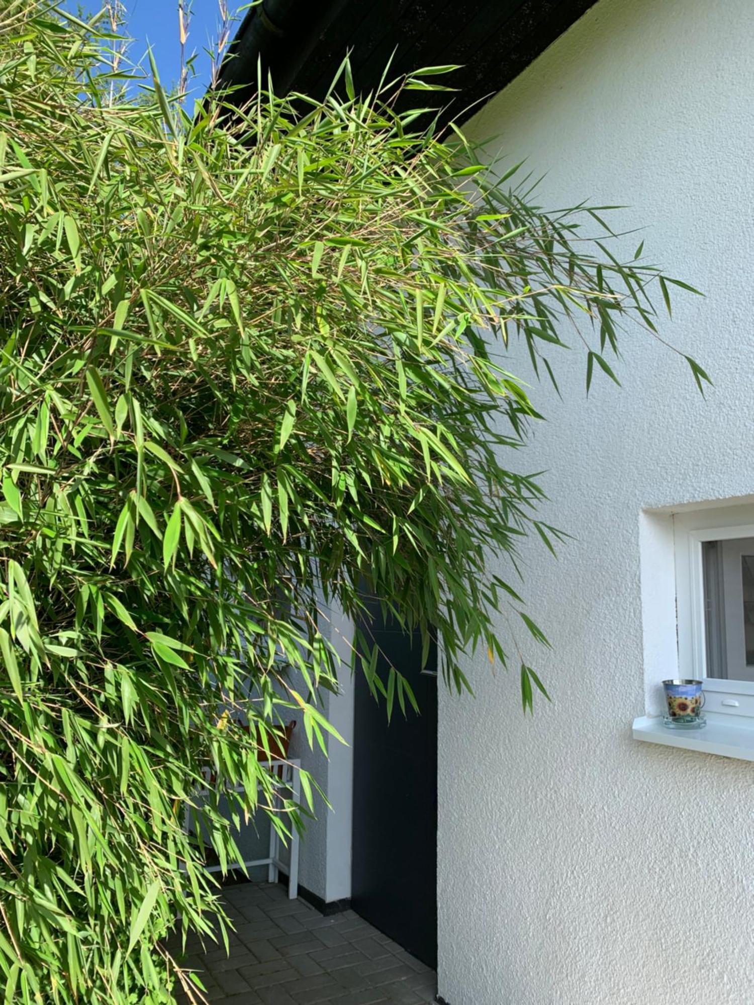 Studiovy Apartman V Zahrade Police nad Metují Dış mekan fotoğraf